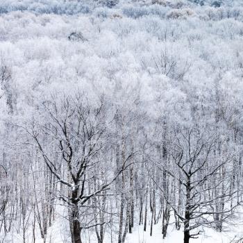above view of oak trees in forest in snow in cold winter day