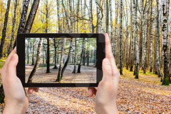 weather concept - photographer takes photo of birch trees in forest in autumn