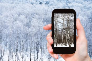 weather concept - photographer takes photo of birch trees in frozen forest in winter