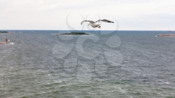 above view of gulls flying to island in Baltic Sea in twilight