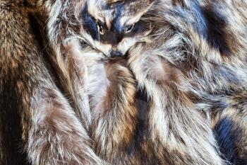 material for fur clothing - few raccoon pelts with head