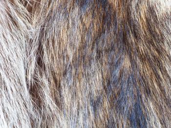 textile background - hairs of raccoon fur close up