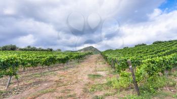 agricultural tourism in Italy - clouds over green vineyard in Etna region in Sicily