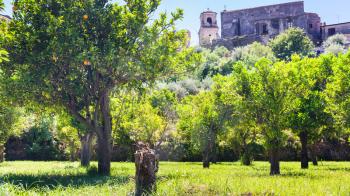 agricultural tourism in Italy - orange trees in urban garden in francavilla di sicilia town in Sicily