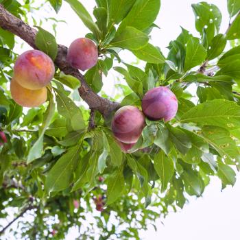agricultural tourism in Italy - ripe plums on tree in garden in Sicily