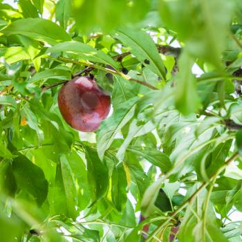 agricultural tourism in Italy - one ripe red plum on tree in Sicily in summer