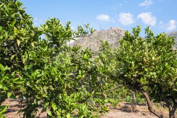 agricultural tourism in Italy - citrus trees in orchard in Sicily in summer day