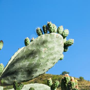 travel to Italy - green leaf of opuntia cactus in summer day in Sicily