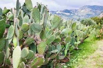 agricultural tourism in Italy - cactus plantation in garden in Sicily