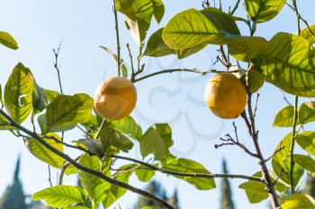 travel to Italy - fresh lemons on tree in garden in Verona city in spring