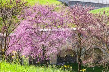 travel to Italy - flowering cercis tree in urban park in Verona city in spring