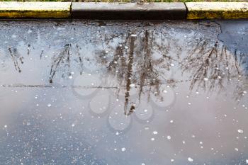 puddle with reflection of trees on urban street in rainy day