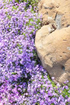 many Phlox flowers on flowerbed near big boulder in alpine garden in spring