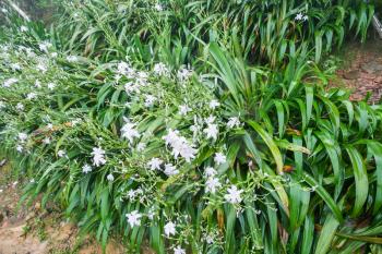 travel to China - wet green bushes with white violet flowers of lily in spring rain in rainforest area of Dazhai Longsheng Rice Terraces (Dragon's Backbone terrace, Longji Rice Terraces)