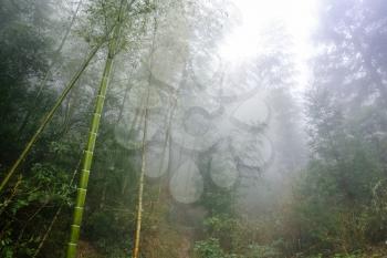 travel to China - wet bamboo in mist rainforest in area of Dazhai Longsheng Rice Terraces (Dragon's Backbone terrace, Longji Rice Terraces) in spring season