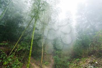 travel to China - wet cane trunks in mist rainforest in area of Dazhai Longsheng Rice Terraces (Dragon's Backbone terrace, Longji Rice Terraces) in spring season