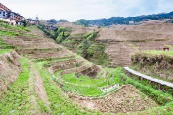 travel to China - view of terraced gardens in Dazhai village in country of Longsheng Rice Terraces (Dragon's Backbone terrace, Longji Rice Terraces) in spring