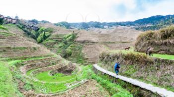 travel to China - tourist on path between gardens in Dazhai village in country of Longsheng Rice Terraces (Dragon's Backbone terrace, Longji Rice Terraces) in spring