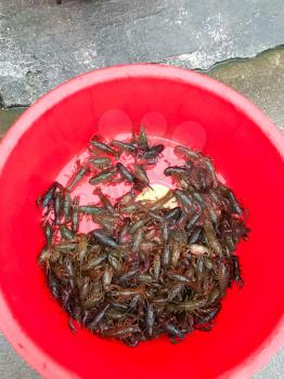 travel to China - many live crawfishes in plastic basin on street near urban eatery in Yangshuo town County