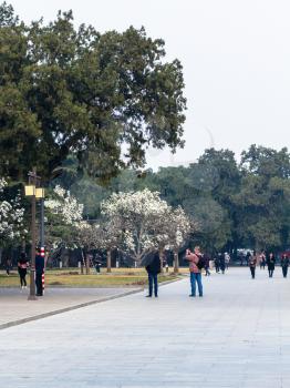BEIJING, CHINA - MARCH 19, 2017: visitors take photos of blossoming trees in Imperial Ancestral Hall public park in Beijing Imperial city in spring. This park is part of Forbidden City green area