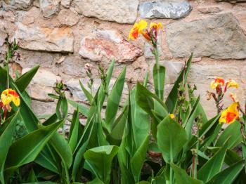 Travel to Algarve Portugal - iris flowers near wall of old house in Faro city