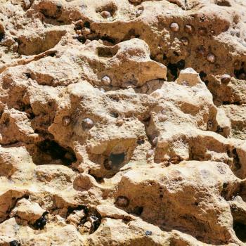 Travel to Algarve Portugal - colony of mollusks on coquina rocks on beach Praia Maria Luisa near Albufeira city