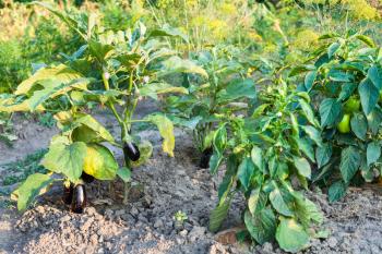 bell pepper and eggplant bushes at garden beds in summer season in Krasnodar region of Russia