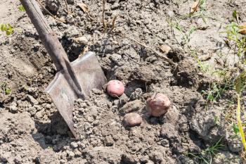Dig out potato harvest by shovel in garden in summer season in Krasnodar region of Russia