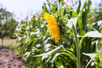 sunflower in garden in summer season in Krasnodar region of Russia