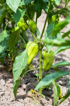 bell pepper plant in garden in summer season in Krasnodar region of Russia