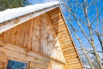 wooden cottage decorated by natural skull of young moose in Smolensk region of Russia