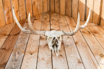 natural skull of young moose animal on wooden roof of cottage in Smolensk region of Russia