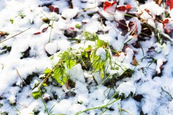 green twig on lawn covered with the first snow in frosty autummn day