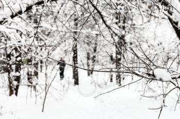 twig over ski track in snowy forest of Timiryazevskiy park of Moscow city in overcast winter day