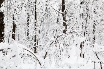 snow-cowered landcape of winter forest in Timiryazevskiy park in Moscow city