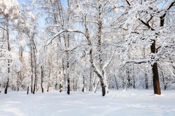 birch and oak trees in snowy Timiryazevskiy forest park of Moscow city in sunny winter morning