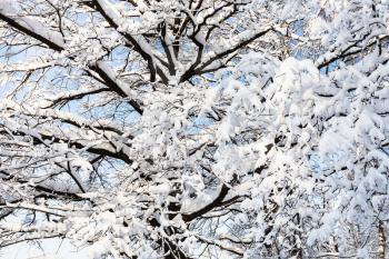 snow-covered branches of oak tree in Timiryazevskiy forest park of Moscow city in sunny winter morning