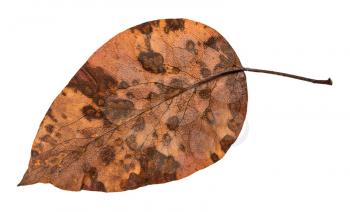 back side of decayed dried leaf of apple tree isolated on white background
