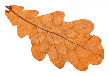 back side of autumn fallen leaf of oak tree isolated on white background