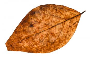 broken dried leaf of poplar tree isolated on white background