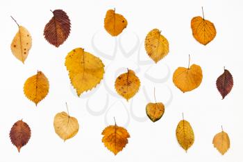 ornament from Elm and Lime autumn leaves on white background
