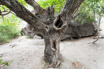 travel to Crimea - old walnut tree in natural park The Valley of Ghosts at the filming location of popular Soviet comedy film Kidnapping caucasian style (Prisoner of the Caucasus)