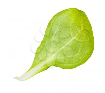 back side of green leaf of corn salad (mache, feld salat, etc) isolated on white background