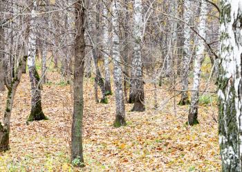 natural background - birch grove and fallen leaves in city pank in late fall