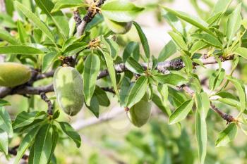 Travel to Turkey - unripe peach fruits on tree in Goreme National Park in Cappadocia in spring