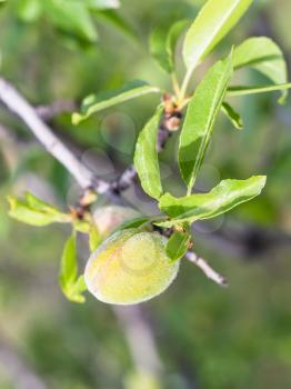 Travel to Turkey - green peach fruit on twig in Goreme National Park in Cappadocia in spring