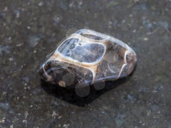 macro shooting of natural mineral rock specimen - polished Turritella Agate gemstone on dark granite background from Wyoming, USA