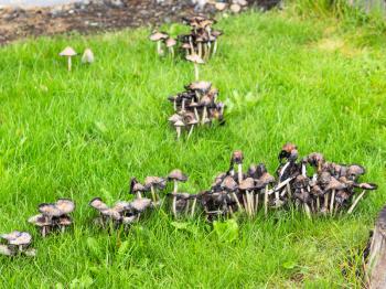 travel to Iceland - liberty caps mushrooms on lawn at backyard of urban house in Reykjavik city in september