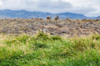 travel to Iceland - green grass and lava field on Dyrholaey peninsula, near Vik I Myrdal village on Atlantic South Coast in Katla Geopark in september