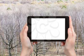 travel concept - tourist photographs bare birch and oak trees in forest in Russia in early spring day on tablet with cut out screen for advertising logo